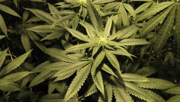 Casamance: l'armée détruit des champs de cannabis Casamance: l'armée détruit des champs de cannabis