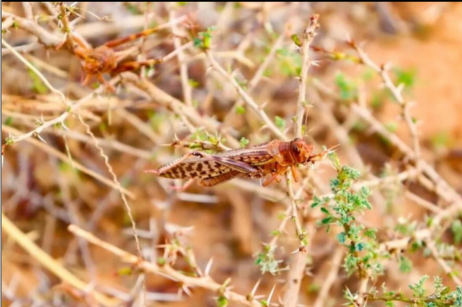 Criquets pèlerins : Le Sénégal renforce la riposte pour protéger les cultures dans le nord Criquets pèlerins : Le Sénégal renforce la riposte pour protéger les cultures dans le nord
