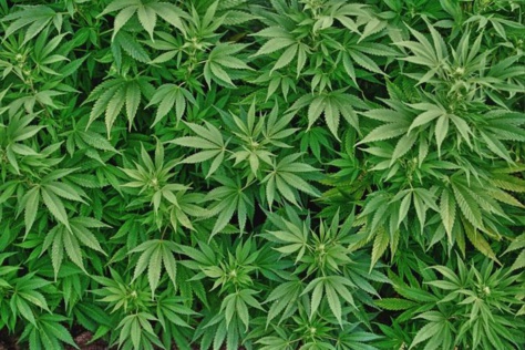 Trafic de cannabis : Un sexagénaire arrêté, deux armes à feu saisies à son domicile Trafic de cannabis : Un sexagénaire arrêté, deux armes à feu saisies à son domicile