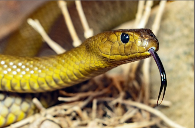 Bignona : Une élève du lycée de Badiouré meurt après une morsure de serpent