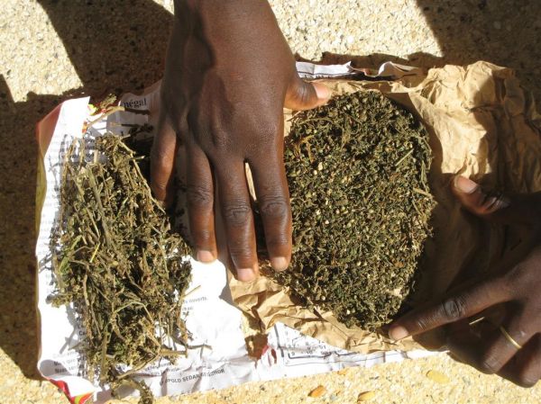 Patte d'Oie : Pour fêter son anniversaire, un élève sert à ses camarades de la drogue et du whisky Patte d'Oie : Pour fêter son anniversaire, un élève sert à ses camarades de la drogue et du whisky