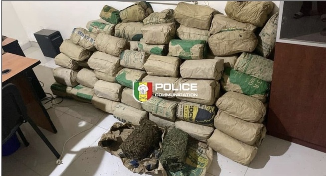 Lutte contre le trafic de stupéfiants : Saisie record de 120 kg de chanvre indien à Mbour