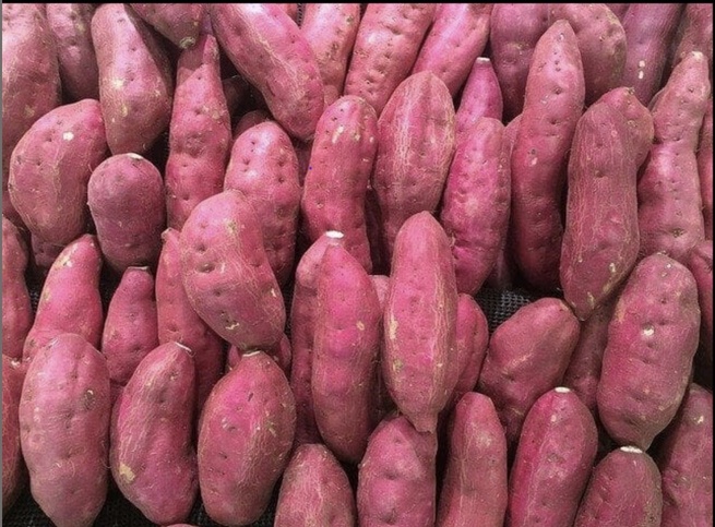 Baisse de production de la patate : Le sel grignote les terres du lac de Guiers