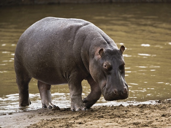 L’hippopotame ressort de son lit : Gouloumbou se prépare à abattre l’animal L’hippopotame ressort de son lit : Gouloumbou se prépare à abattre l’animal