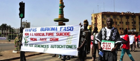 OGM : bientôt un boulevard en Afrique de l’Ouest ? OGM : bientôt un boulevard en Afrique de l’Ouest ?