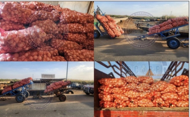 Trafic d’oignons vers la Mauritanie : 11 individus arrêtés, 365 sacs saisis