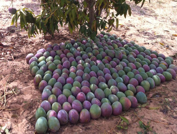 Améliorer la compétitivité de la mangue : Un pari pour le Sénégal Améliorer la compétitivité de la mangue : Un pari pour le Sénégal