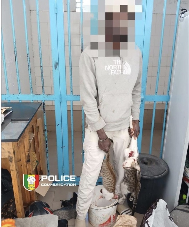 Corniche : un suspect déféré pour vente présumée de viande de chat