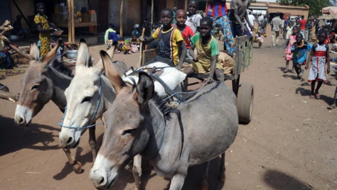 Mali: trafic illégal de viande d’âne en hausse dans le pays Mali: trafic illégal de viande d’âne en hausse dans le pays