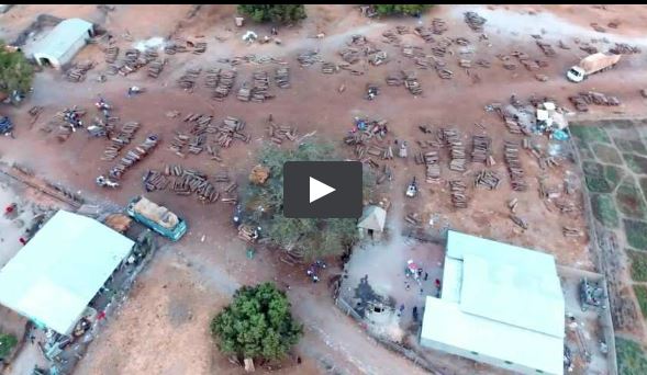 Un drone filme le pillage par la Chine des dernières forêts du Sénégal Un drone filme le pillage par la Chine des dernières forêts du Sénégal