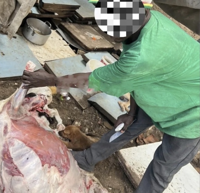 Guédiawaye : interpellation d’un individu après une tentative de cuisiner un chien Guédiawaye : interpellation d’un individu après une tentative de cuisiner un chien