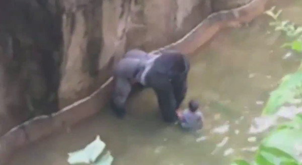 Un zoo tue son gorille après la chute d’un enfant dans l’enclos Un zoo tue son gorille après la chute d’un enfant dans l’enclos