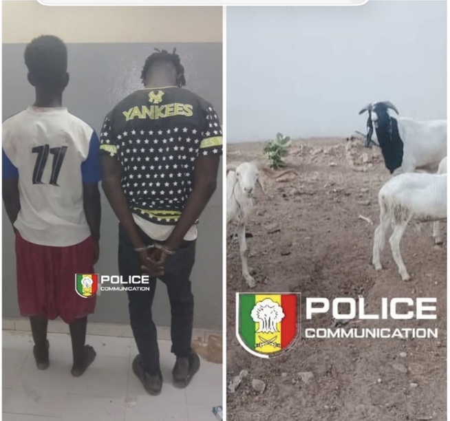 Vol de bétail : deux suspects arrêtés, un complice en fuite