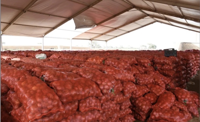 Régulation du marché de l’oignon : Le Sénégal suspend les ventes des agro-business pour protéger les petits producteurs Régulation du marché de l’oignon : Le Sénégal suspend les ventes des agro-business pour protéger les petits producteurs