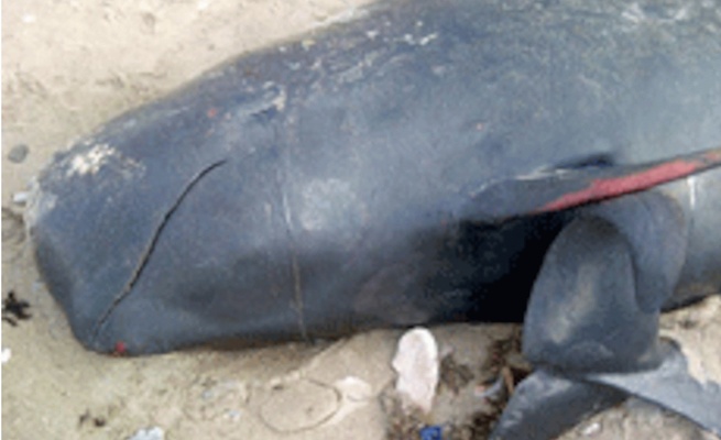 Guédiawaye : Une baleine à bosse s'échoue sur la plage