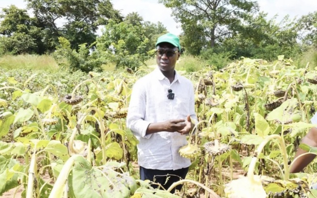 Campagne agricole 2026 : le Sénégal sécurise ses intrants et renforce sa souveraineté alimentaire Campagne agricole 2026 : le Sénégal sécurise ses intrants et renforce sa souveraineté alimentaire