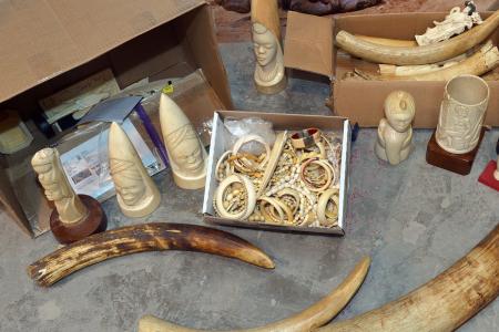 Criminalité faunique à Ziguinchor : Saisie de 1081 pièces d’ivoire, poils d’éléphants, trophées de lion et 16 carapaces de tortues vertes Criminalité faunique à Ziguinchor : Saisie de 1081 pièces d’ivoire, poils d’éléphants, trophées de lion et 16 carapaces de tortues vertes