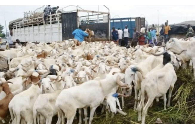 Dahra Djoloff : 24 moutons volés, les coupables enfin démasqués