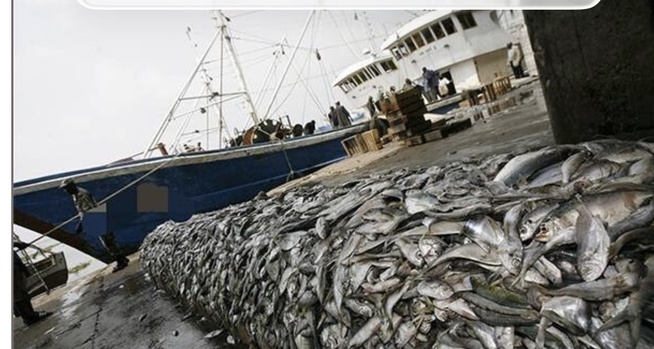 Pêche démersale côtière : la CONAPED réclame le retrait de l’arrêté ministériel