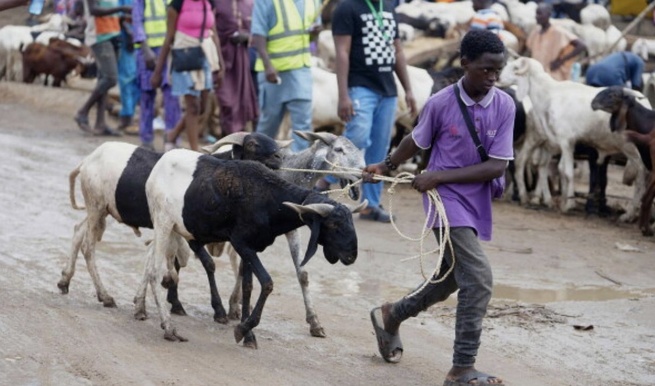 Nigeria: l'insécurité et la flambée de l'essence font grimper les prix des moutons pour l'Aïd Nigeria: l'insécurité et la flambée de l'essence font grimper les prix des moutons pour l'Aïd