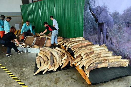 Singapour détruit près de huit tonnes d'ivoire de contrebande Singapour détruit près de huit tonnes d'ivoire de contrebande