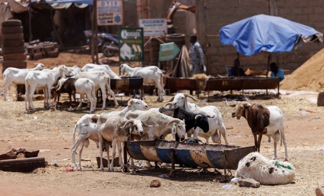 De Dakar à Sédhiou : Radiographie d'une cherté généralisée sur le marché du mouton