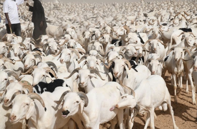 Tabaski 2026 : le Sénégal franchit le cap du million de moutons malgré des tensions sur les coûts