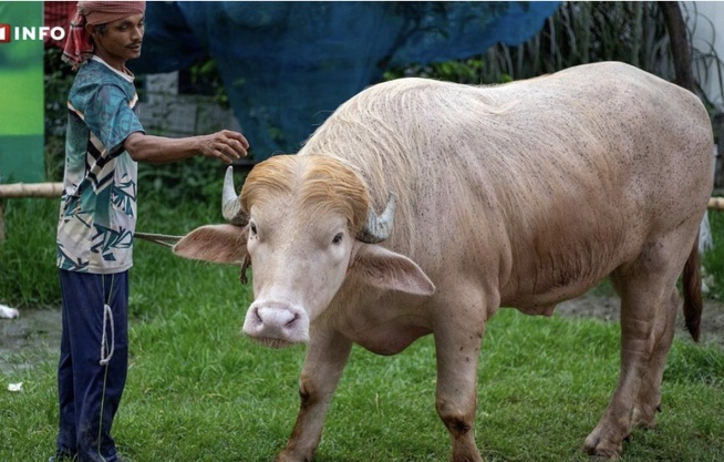 Bangladesh : le buffle "sosie" de Trump échappe à l'abattoir et rejoint un zoo Bangladesh : le buffle "sosie" de Trump échappe à l'abattoir et rejoint un zoo