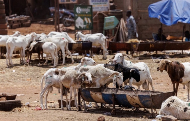 Moutons invendus : Pourquoi la Tabaski 2026 a tourné au fiasco pour les éleveurs
