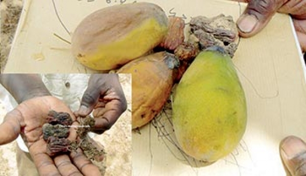 Exploitation du phosphate de Taïba : Les populations asphyxiées Exploitation du phosphate de Taïba : Les populations asphyxiées