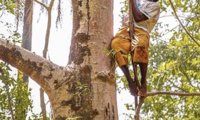 Sédhiou : Parti cueillir des fruits de madd, un père de 4 enfants fait une chute mortelle Sédhiou : Parti cueillir des fruits de madd, un père de 4 enfants fait une chute mortelle