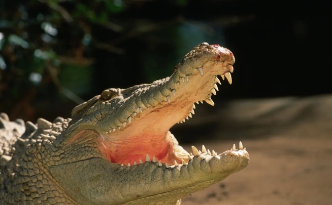 Mexique : Un crocodile tue un homme devant des touristes