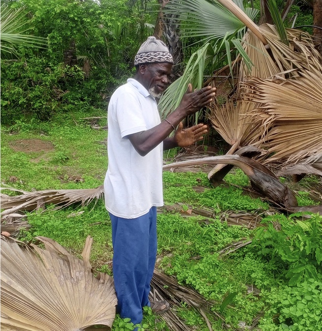 Casamance : le ronier, un arbre aux multiples usages au cœur de la vie quotidienne Casamance : le ronier, un arbre aux multiples usages au cœur de la vie quotidienne