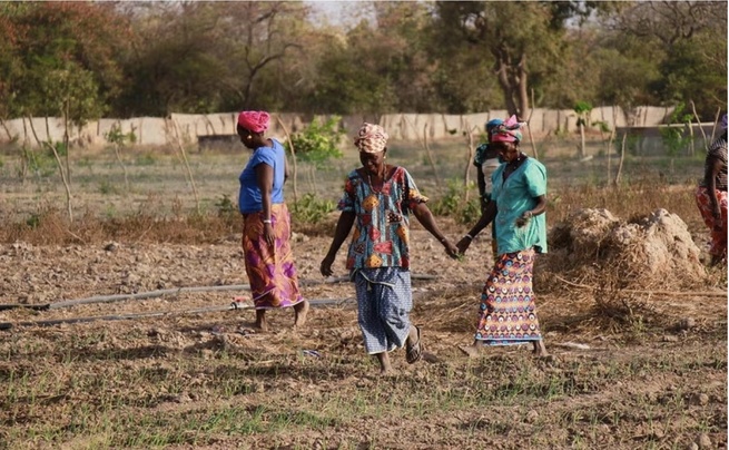 Souveraineté alimentaire : Pourquoi le Sénégal doit d'urgence lever les freins à l'autonomisation des femmes rurales