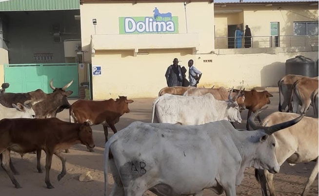 Sandiara : son épouse malade, le geste désespéré d’un employé de l'usine « Dolima »