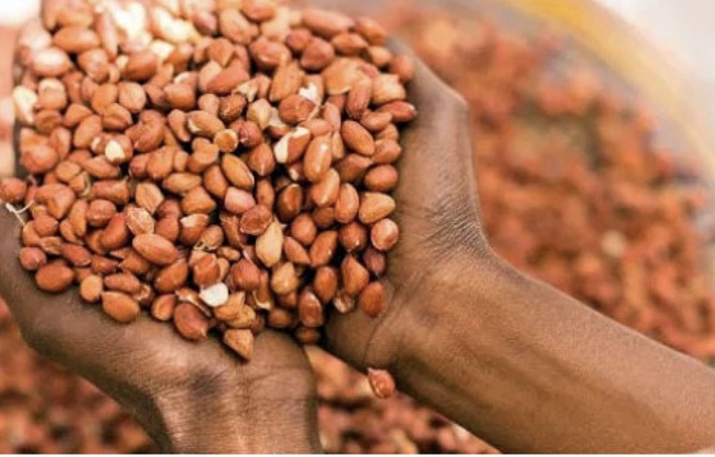 Kédougou : les semences d'arachide presque disponibles pour la campagne 2026-2027, mais le retard des pluies inquiète Kédougou : les semences d'arachide presque disponibles pour la campagne 2026-2027, mais le retard des pluies inquiète
