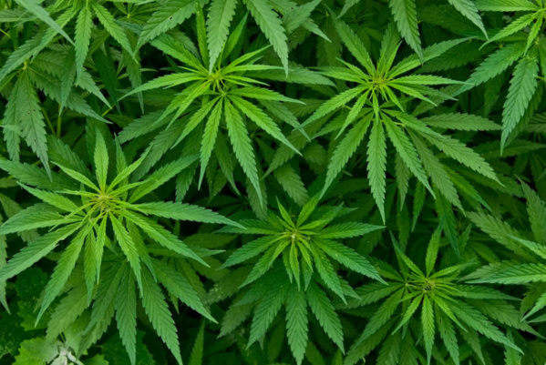 Production de cannabis : le Maroc toujours champion du monde Production de cannabis : le Maroc toujours champion du monde
