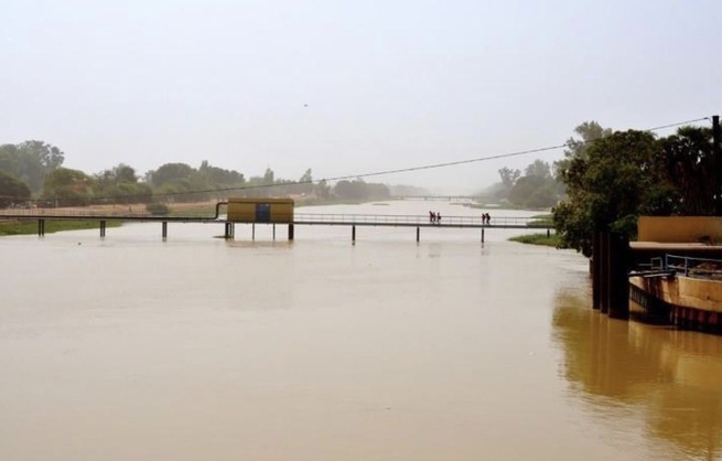 Podor : hausse constante du niveau des eaux du fleuve Sénégal