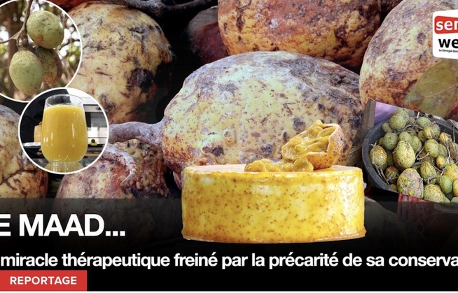 Le Madd : Un miracle thérapeutique freiné par la précarité de sa conservation