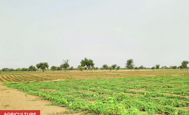 Campagne agricole à Kédougou : un déficit pluviométrique qui inquiète Campagne agricole à Kédougou : un déficit pluviométrique qui inquiète