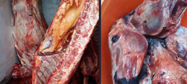 Saisie de viande d’âne à Dahra Djolof : Deux Chinois entre les mains de la Gendarmerie Saisie de viande d’âne à Dahra Djolof : Deux Chinois entre les mains de la Gendarmerie