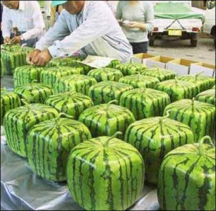 Utilisation des Ogm : Les pays africains apprécient différemment Utilisation des Ogm : Les pays africains apprécient différemment