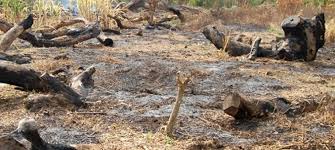 La coupe abusive de bois n’est pas l’apanage de la Casamance Monsieur le Président de la République... - Par Demba Sow La coupe abusive de bois n’est pas l’apanage de la Casamance Monsieur le Président de la République... - Par Demba Sow