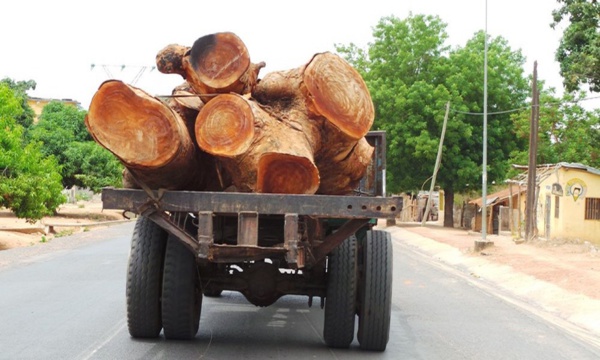 Sénégal-Gambie : Yahya Jammeh interdit l'importation de bois venant du Sénégal