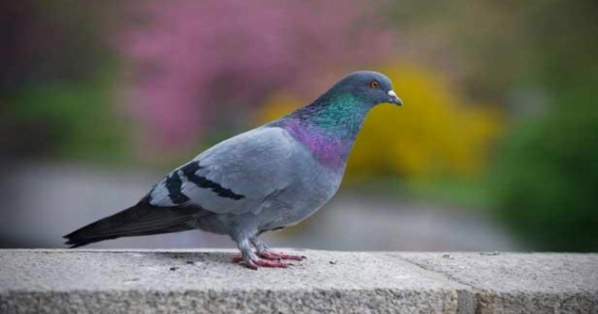 Vidéo: ce pigeon accusé de djihadisme est placé en détention pour avoir transporté une lettre de menaces