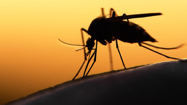 La moitié du continent américain sous la menace de la dengue, du chikungunya et du Zika
