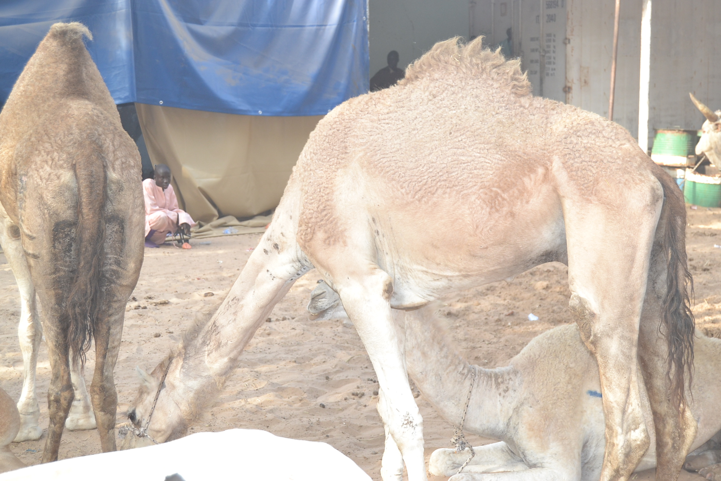 MAGAL TOUBA chez Serigne Cheikh Saliou.