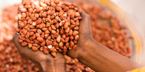 Campagne arachide : Sonacos (ex-SUNEOR) cherche à acheter pas moins de 200 000 tonnes de graines