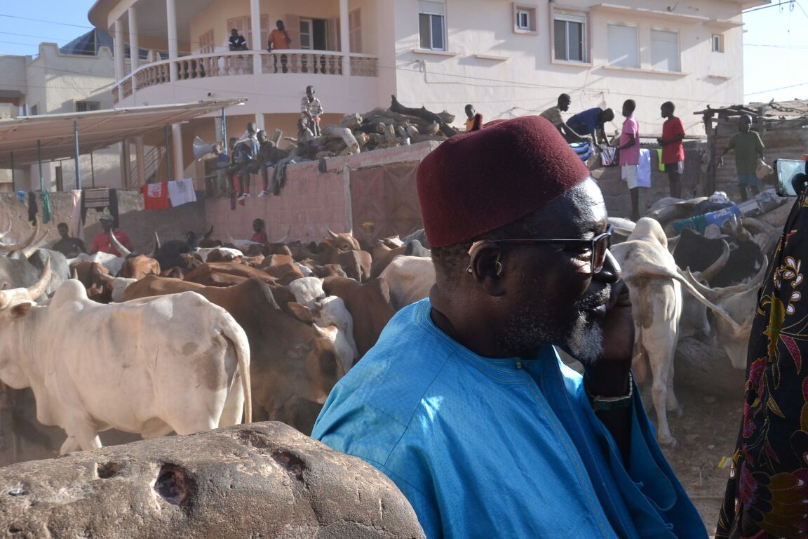 Le "mbarkelou" de Aziz Ndiaye 200 boeufs et une enveloppe de 30 millions CFA à Serigne Abdoul Aziz sy Junior pour le gamou de Tivaoune.