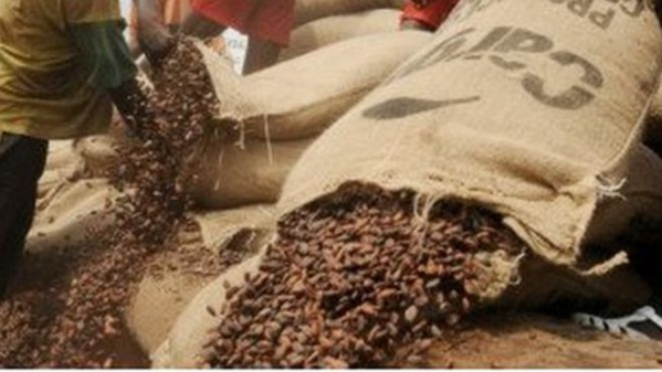 Côte d'Ivoire: grève des producteurs de cacao